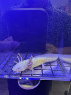 Pocus, Copper named axolotl #027 — exact animal for sale, photo 2
