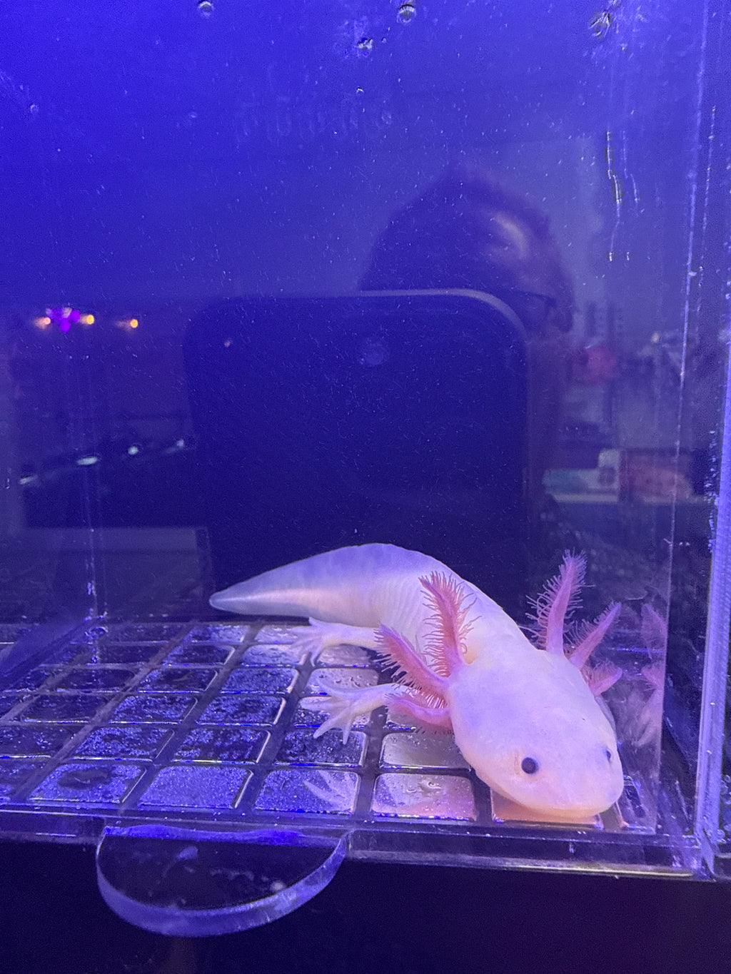 October, Leucistic named axolotl #040 — exact animal for sale, photo 1