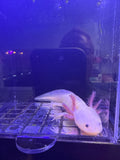 October, Leucistic named axolotl #040 — exact animal for sale, photo 1