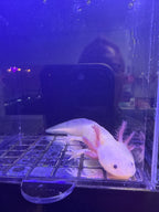 October, Leucistic named axolotl #040 — exact animal for sale, photo 1