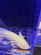 Pumpkin, Golden Albino named axolotl #019 — exact animal for sale, photo 2