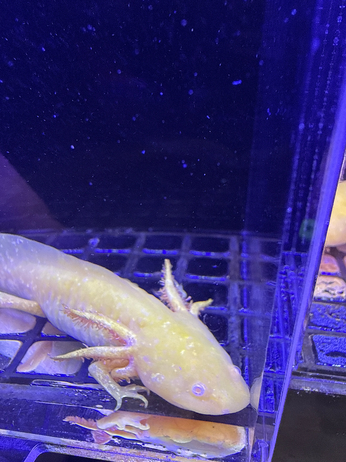 Pumpkin, Golden Albino named axolotl #019 — exact animal for sale, photo 2