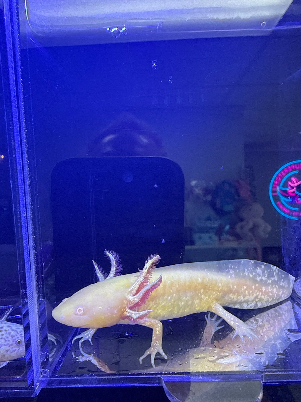 Reaper, Golden Albino named axolotl #036 — exact animal for sale, photo 1