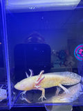 Reaper, Golden Albino named axolotl #036 — exact animal for sale, photo 1