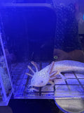Pocus, Copper named axolotl #027 — exact animal for sale, photo 1