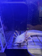 Pocus, Copper named axolotl #027 — exact animal for sale, photo 1