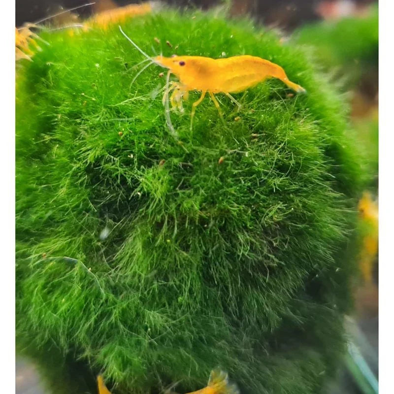 A small translucent orange shrimp swimming above a dense, bright green moss ball in an aquarium setting.