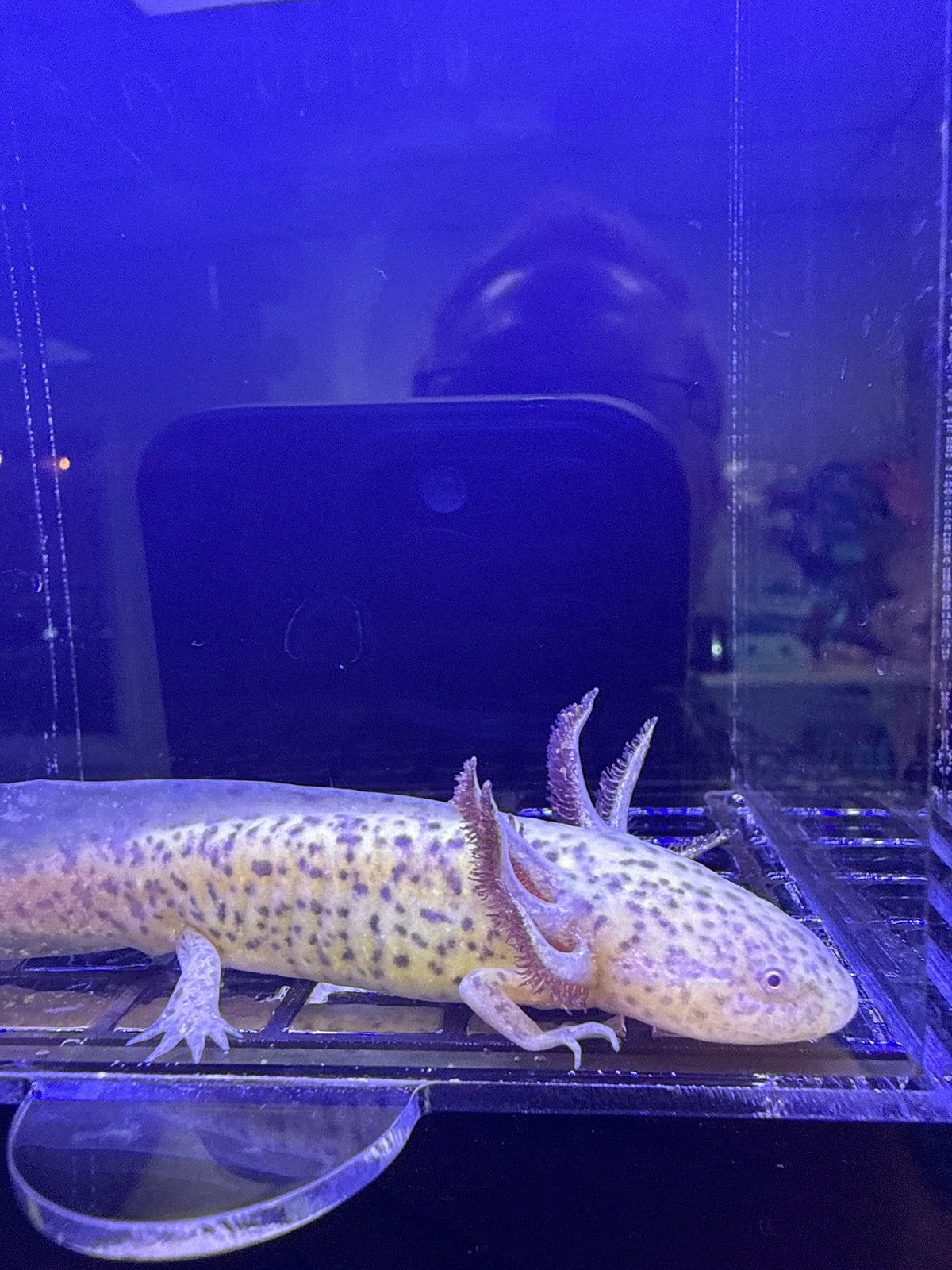 Banshee, Axanthic Copper named axolotl #037 — exact animal for sale, photo 2