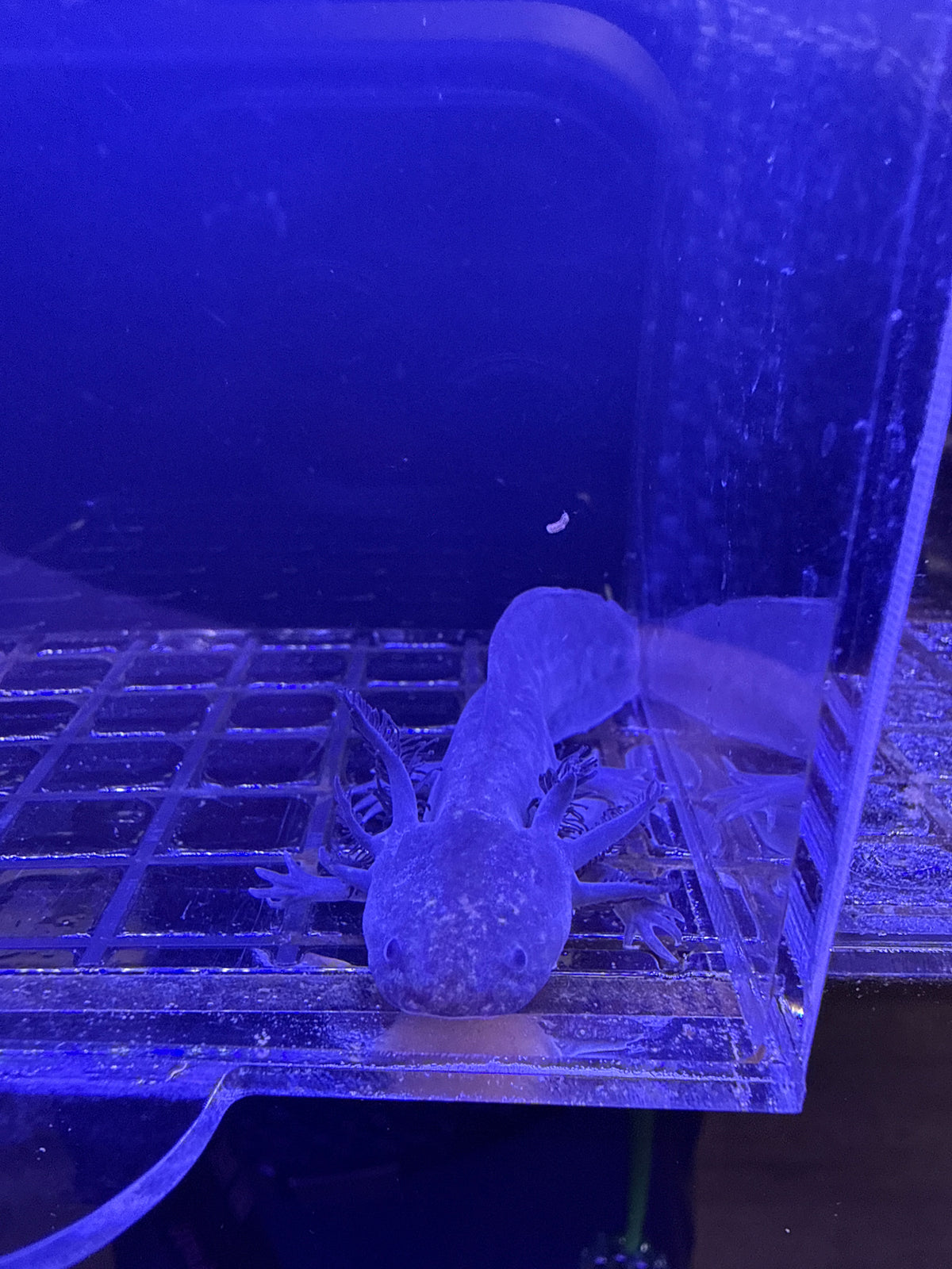 Goblin, Black Melanoid named axolotl #031 — exact animal for sale, photo 2