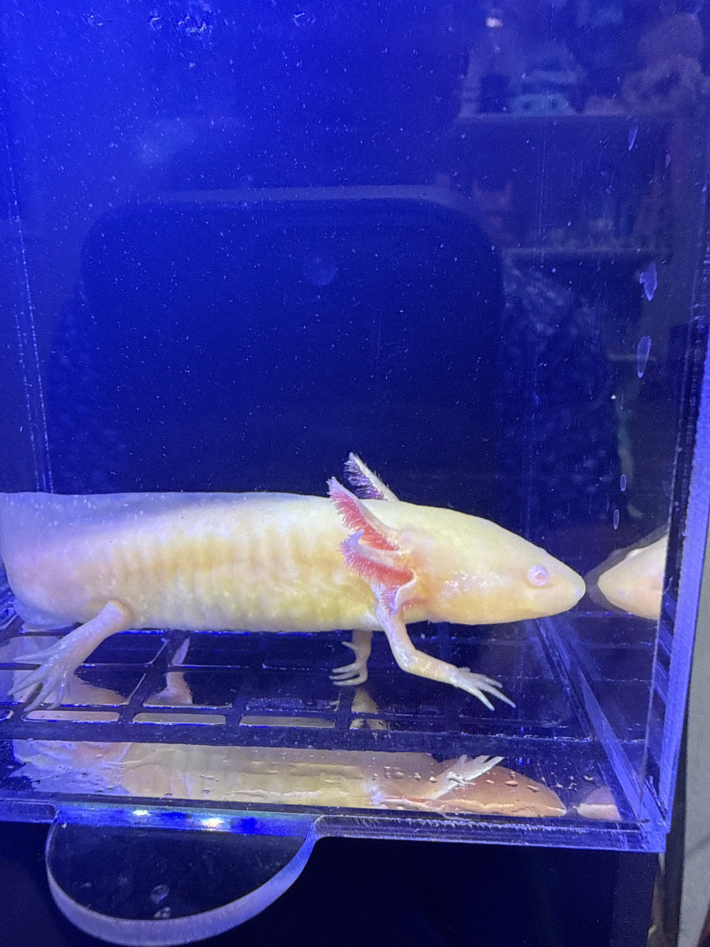 Frankie, Golden Albino named axolotl #014 — exact animal for sale, photo 1