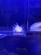 Boo, Leucistic named axolotl #001 — exact animal for sale, photo 3