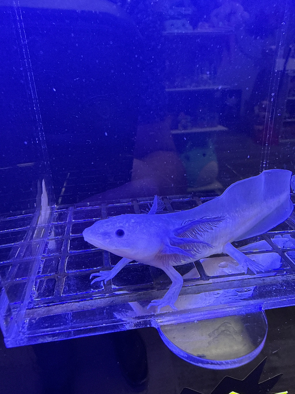 Dracula, Black Melanoid named axolotl #011 — exact animal for sale, photo 1