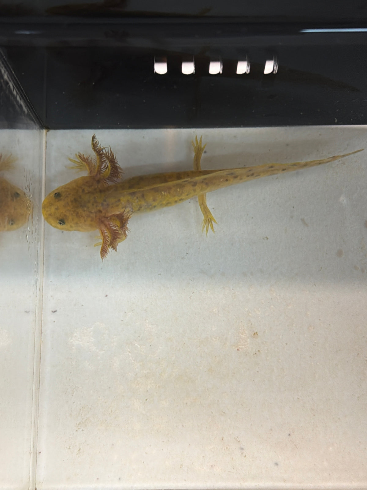 Pocus — Axolote de Cobre Llamado #027
