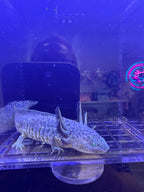 Jinx, GFP Wild Type named axolotl #034 — exact animal for sale, photo 2