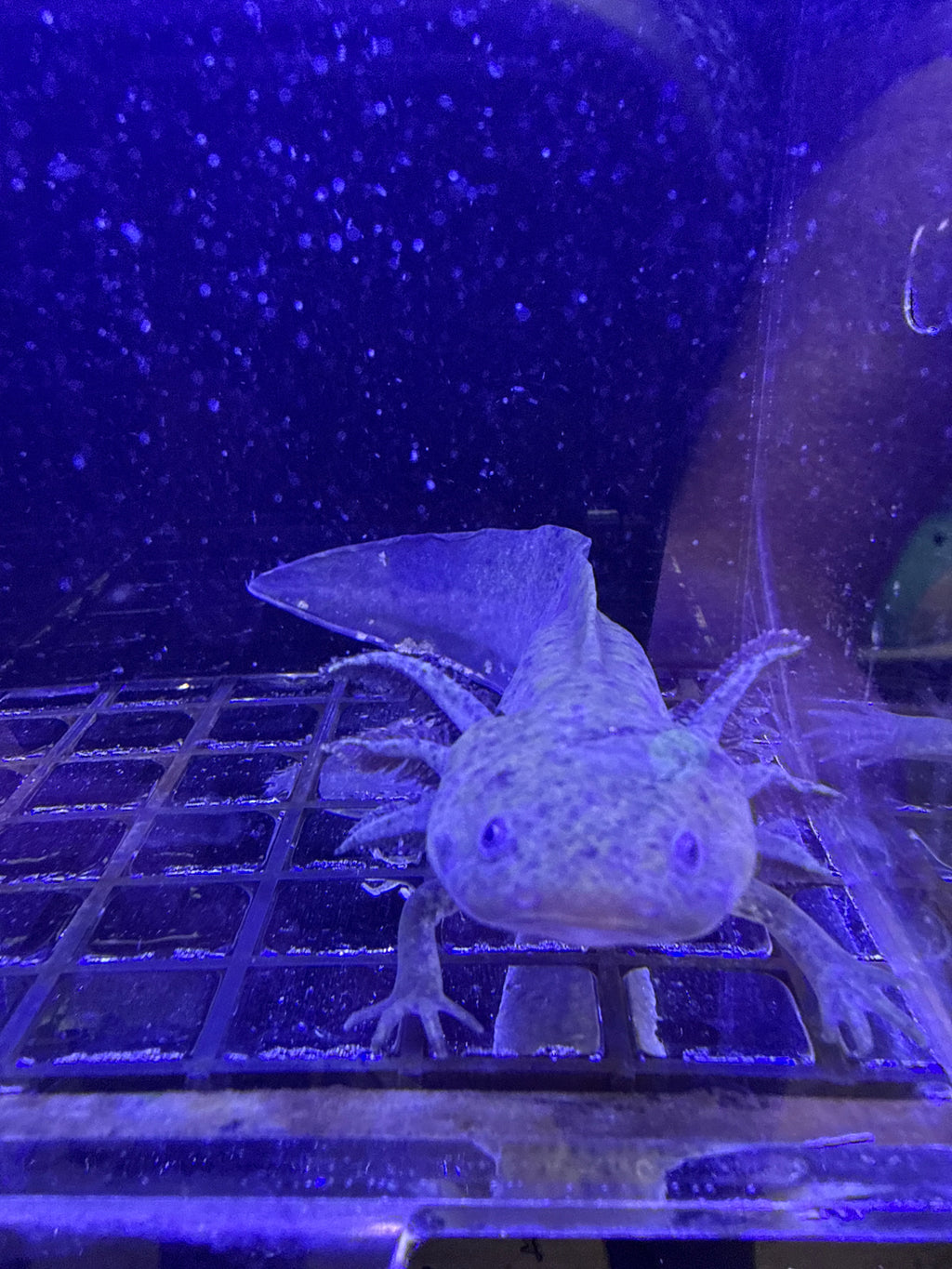 Sarah, Wild Type named axolotl #024 — exact animal for sale, photo 2
