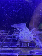 Sarah, Wild Type named axolotl #024 — exact animal for sale, photo 2