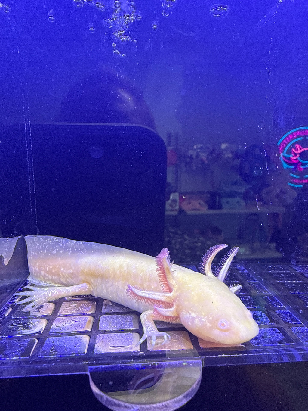 Eclipse, Golden Albino named axolotl #039 — exact animal for sale, photo 2