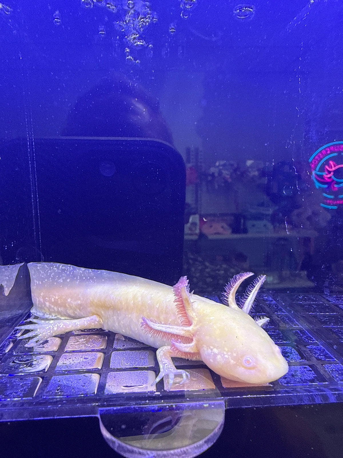 Eclipse, Golden Albino named axolotl #039 — exact animal for sale, photo 2