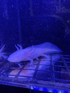 Boo, Leucistic named axolotl #001 — exact animal for sale, photo 1