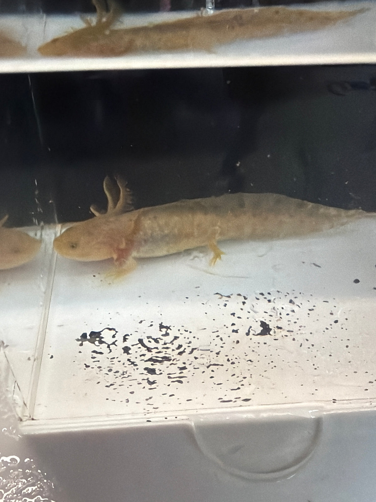 Pocus — Axolote de Cobre Llamado #027