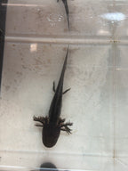 Poe — Black Melanoid Named Axolotl #018