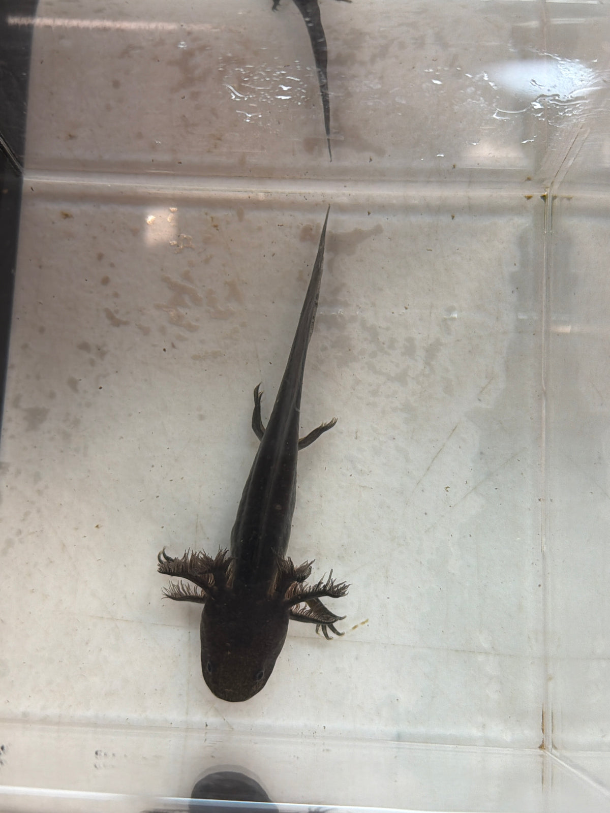 Poe — Black Melanoid Named Axolotl #018