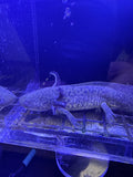 Vlad, Wild Type named axolotl #013 — exact animal for sale, photo 1
