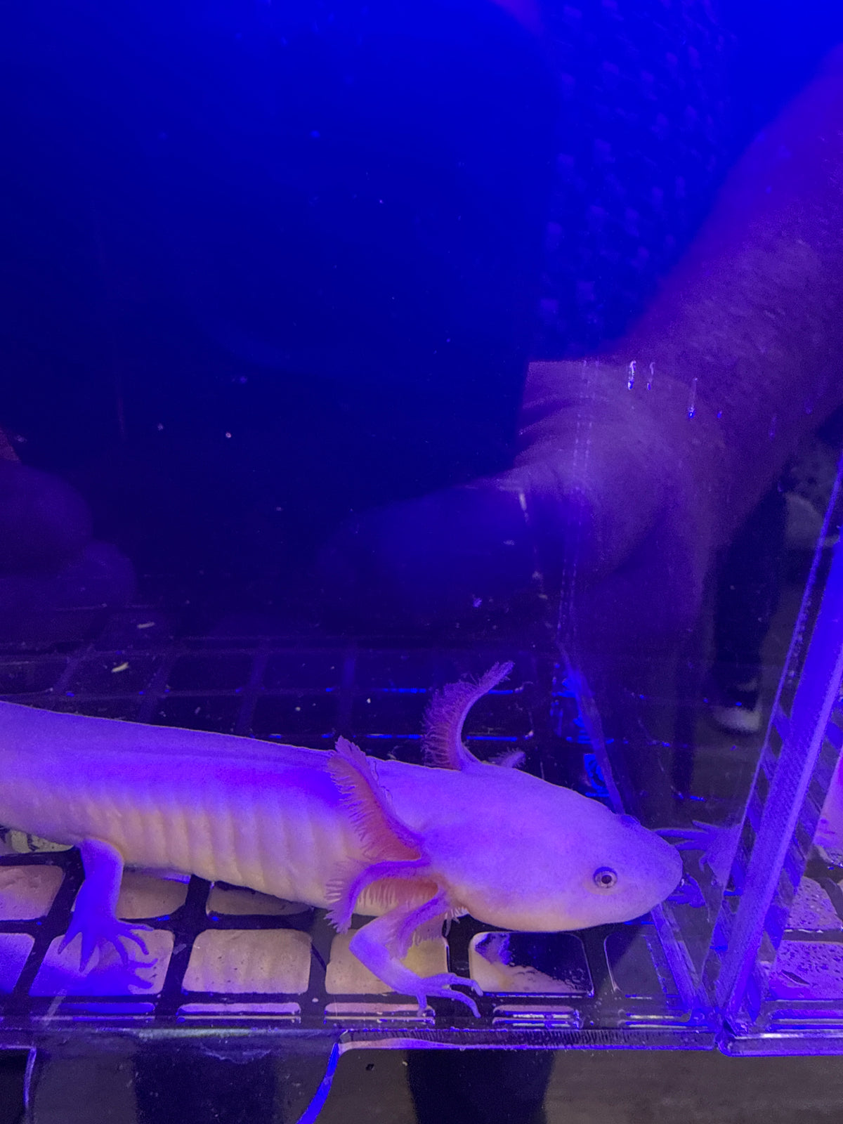 Oogie, Copper named axolotl #021 — exact animal for sale, photo 2