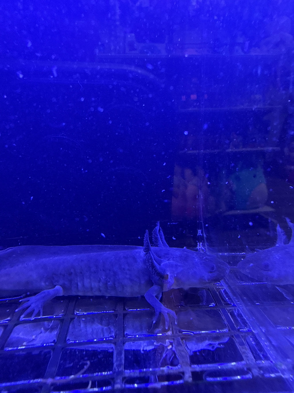 Raven, Black Melanoid named axolotl #017 — exact animal for sale, photo 1