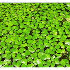Giant duckweed floating aquarium plant