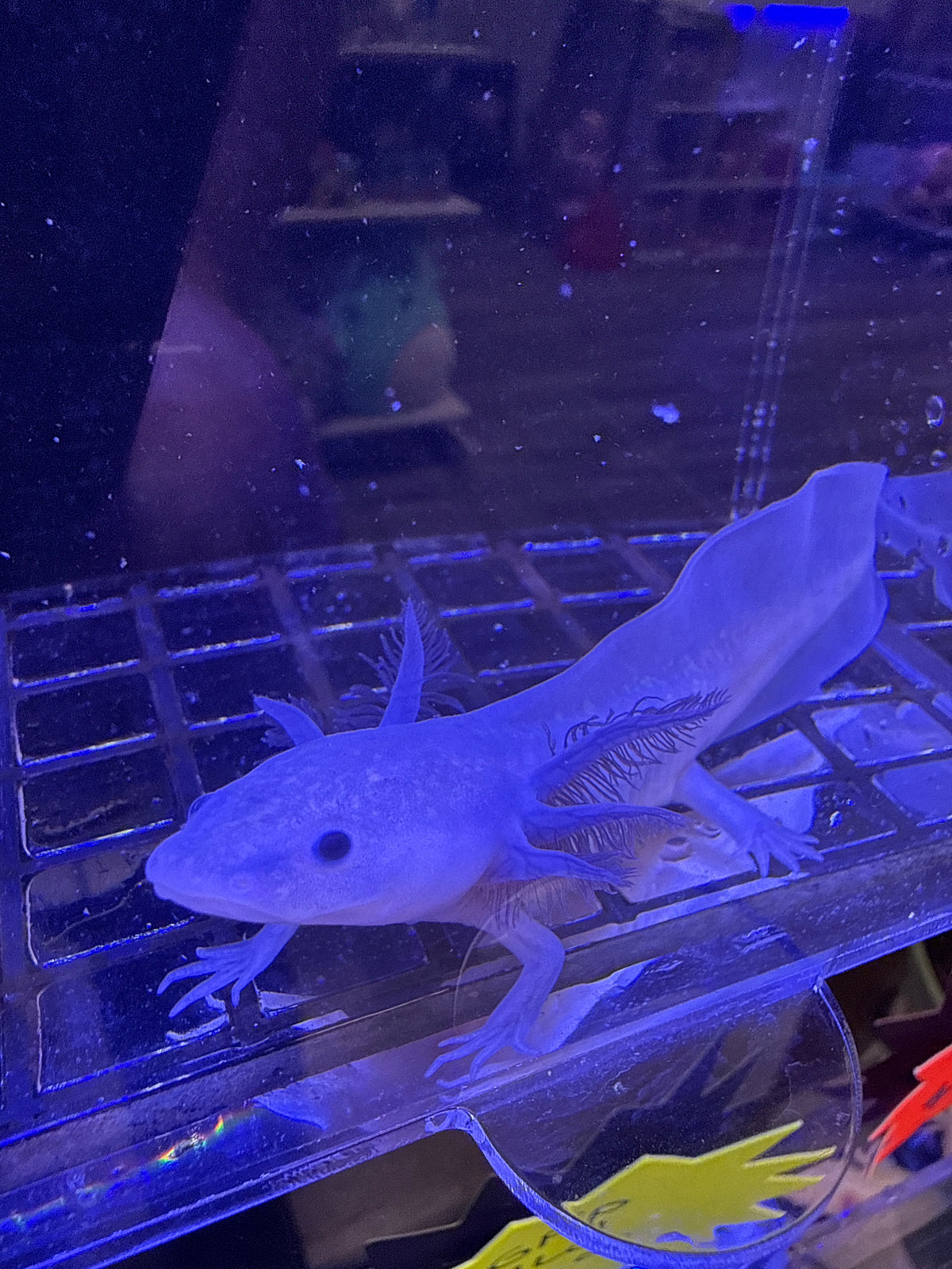 Dracula, Black Melanoid named axolotl #011 — exact animal for sale, photo 3
