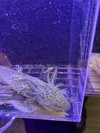 Buffy, GFP Wild Type named axolotl #028 — exact animal for sale, photo 2