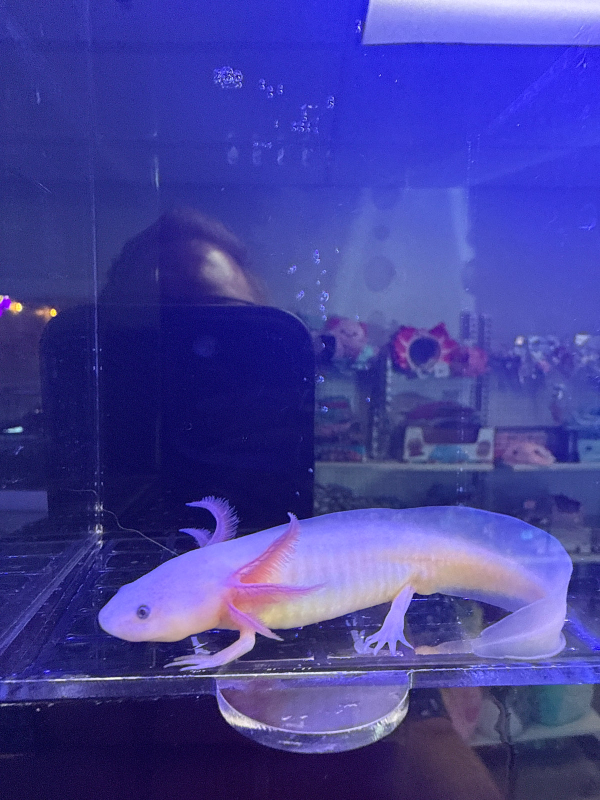 Zero, Axanthic Copper named axolotl #022 — exact animal for sale, photo 1