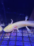 Jack, Golden Albino named axolotl #020 — exact animal for sale, photo 1