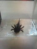 Poe — Black Melanoid Named Axolotl #018