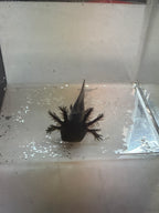 Poe — Black Melanoid Named Axolotl #018