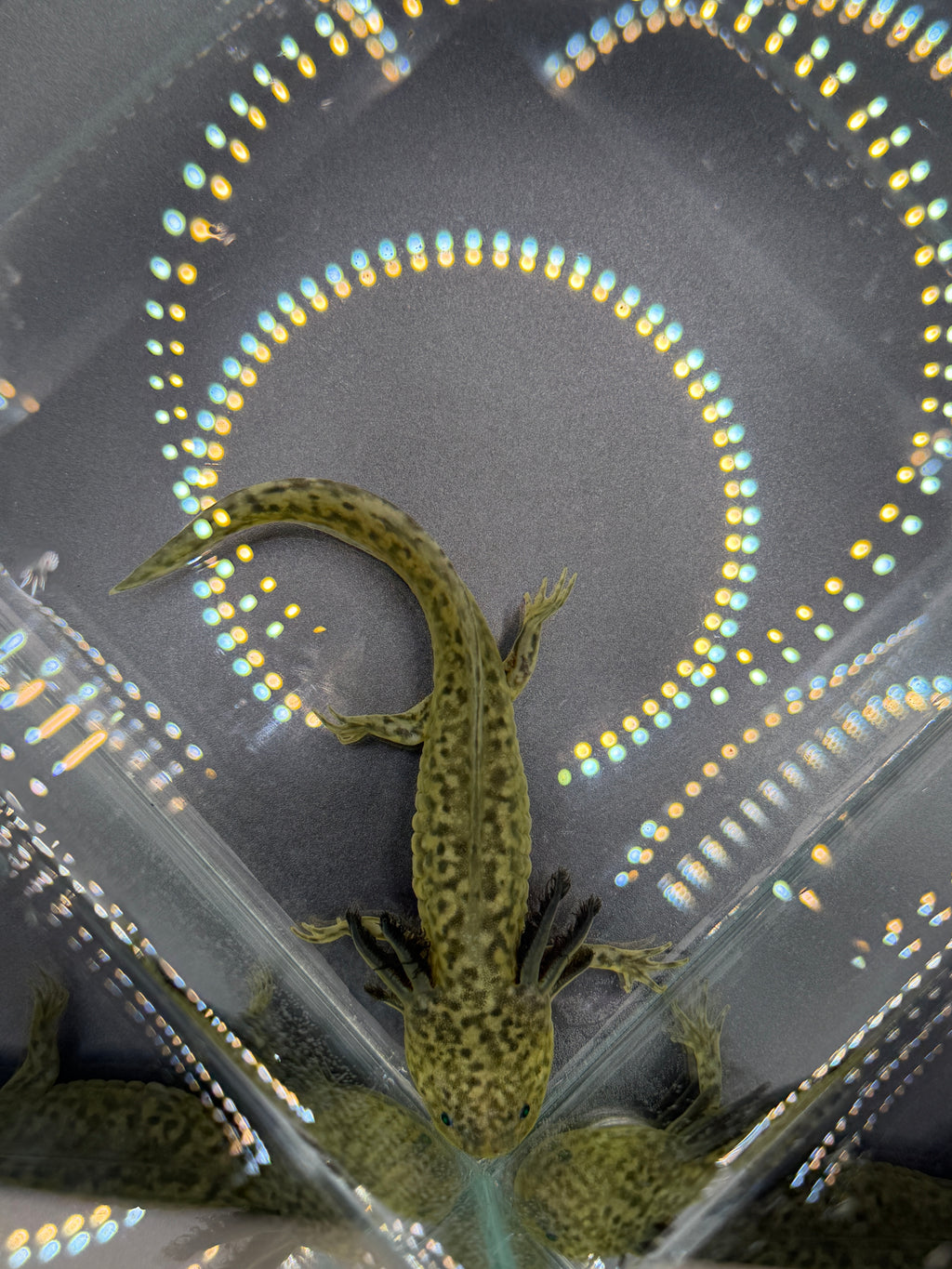 Morticia, GFP Wild Type named axolotl #006 — exact animal for sale, photo 3