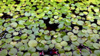 Amazon Frogbit floating aquarium plant with rounded green leaves and trailing roots