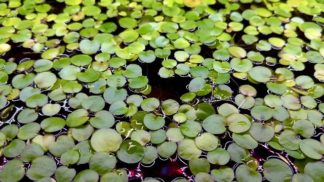 Amazon Frogbit floating aquarium plant with rounded green leaves and trailing roots