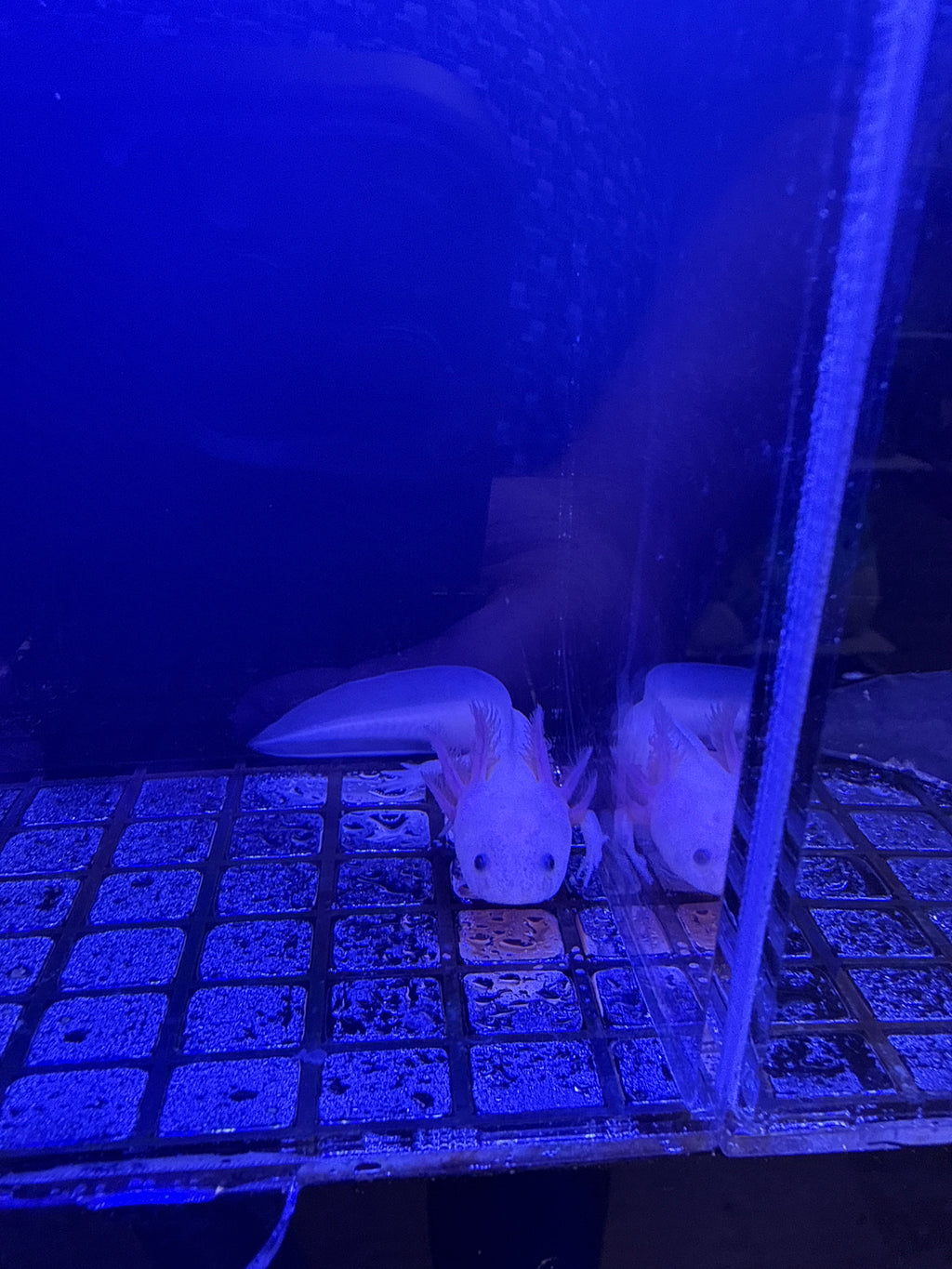 Mary, Leucistic named axolotl #025 — exact animal for sale, photo 1
