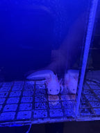 Mary, Leucistic named axolotl #025 — exact animal for sale, photo 1