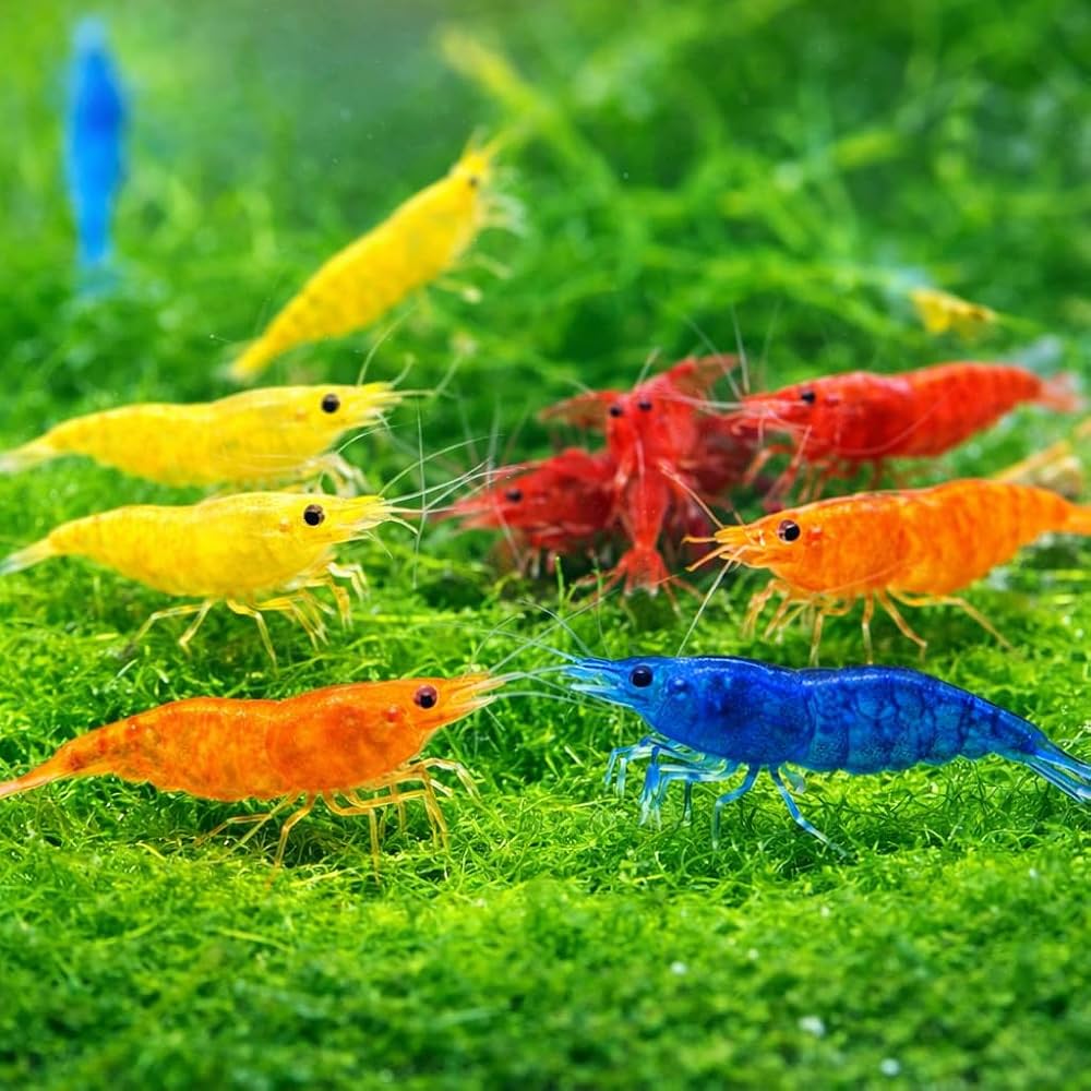 Colorful shrimp in an aquarium setting with green plants
