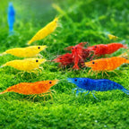 Colorful shrimp in an aquarium setting with green plants