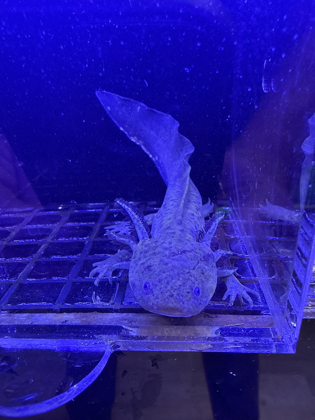 Sarah, Wild Type named axolotl #024 — exact animal for sale, photo 1
