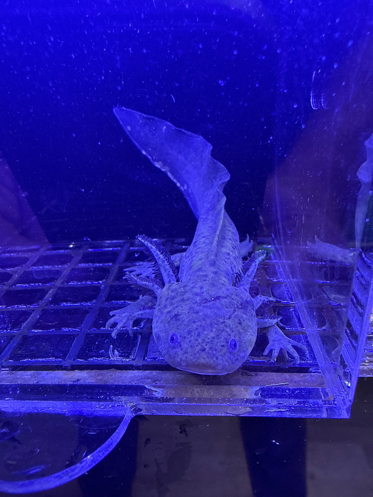 Sarah, Wild Type named axolotl #024 — exact animal for sale, photo 1