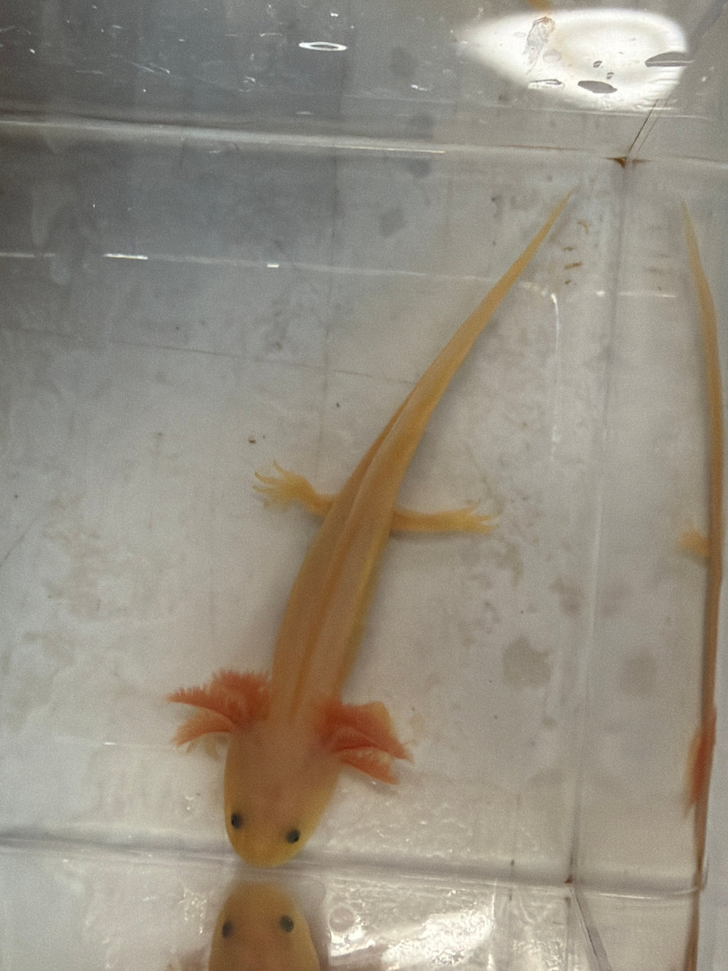 Mary — Leucistic Named Axolotl #025