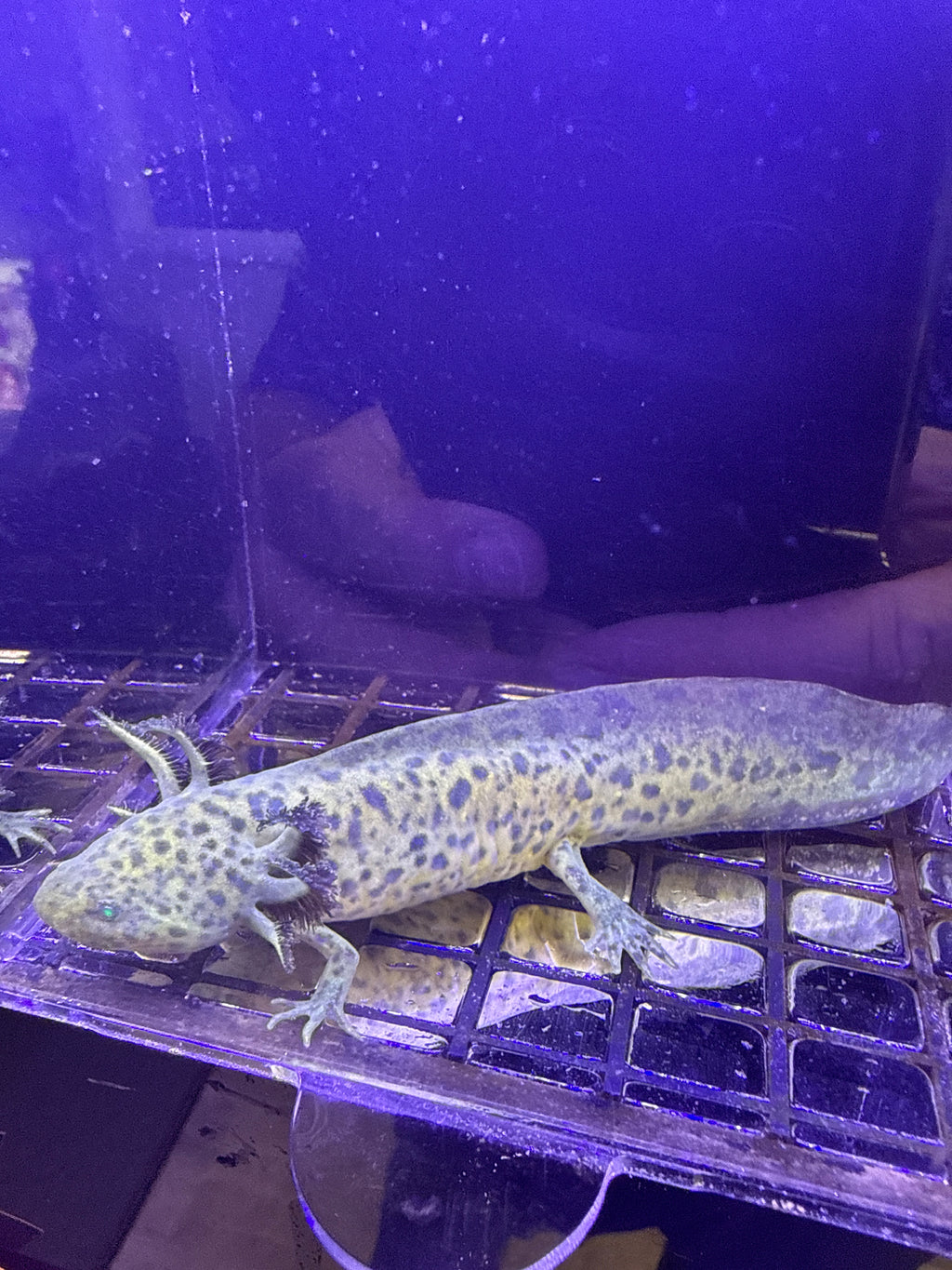 Bones, GFP Wild Type named axolotl #032 — exact animal for sale, photo 2