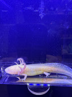 Salem, GFP Golden Albino named axolotl #002 — exact animal for sale, photo 2