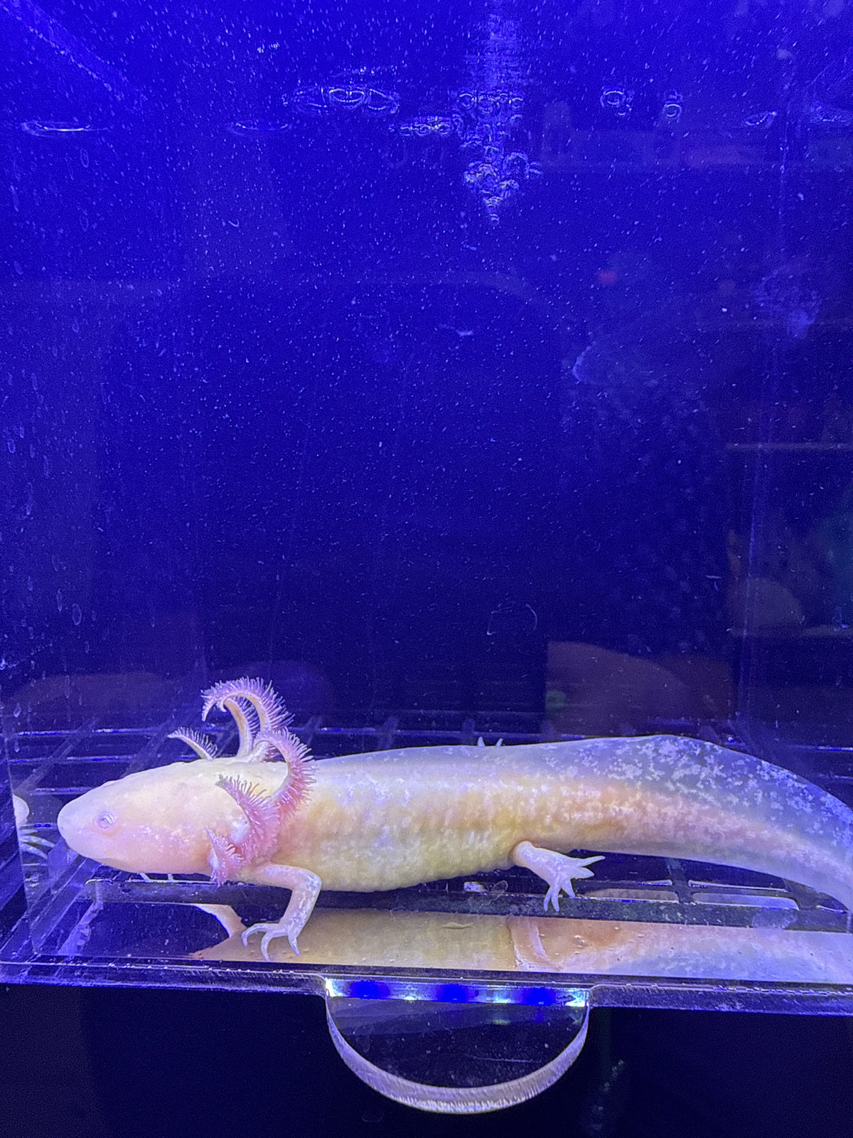 Salem, GFP Golden Albino named axolotl #002 — exact animal for sale, photo 2