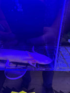Hocus, Leucistic named axolotl #026 — exact animal for sale, photo 3